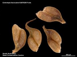   Fruits:   Centrolepis fascicularis ; Photo by South Australian Seed Conservation Centre, used with permission
